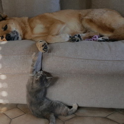 Pets